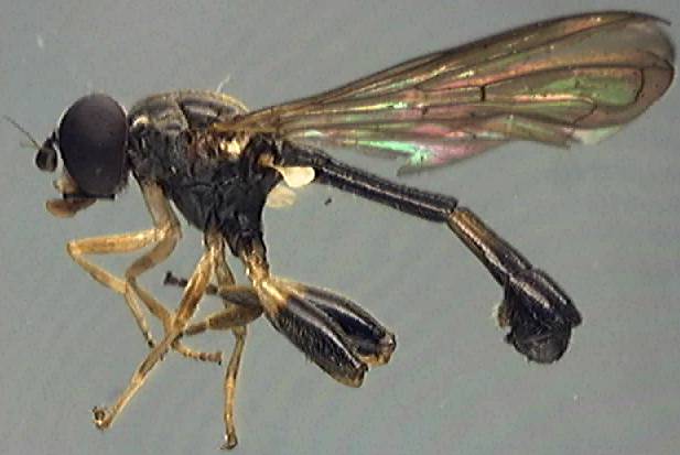 Sphegina clunipes